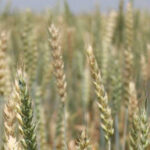 Насіння озимої пшениці Тітона