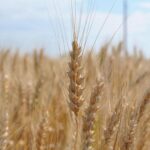 Насіння озимої пшениці Золотоколоса