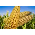 Семена кукурузы Голд 311 ФАО 310,(понад 30мішків- доставка безкоштовна)