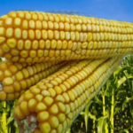 Насіння кукурудзи Голд 320 ФАО 320, (понад 30мішків- доставка безкоштовна)