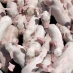 Поросята партіями від 30 голів