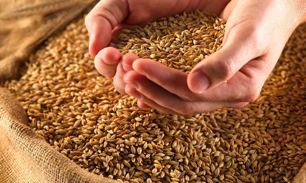 Українське зерно під питанням на світових ринках - AgroONE