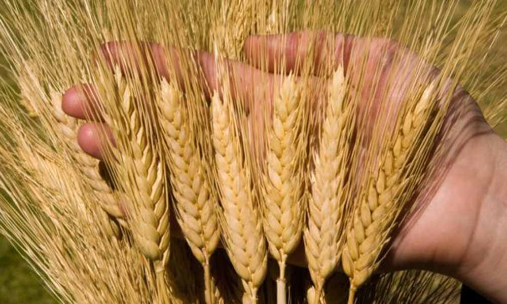 сельхозпродукции