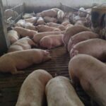 Продам свиней (175+ кг)
