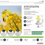 Насіння ярого ріпаку сорт Клеопатра SAATBAU Австрія