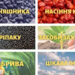 Відкрийте світ високоякісного насіння та ЗЗР з TK Agro Seeds