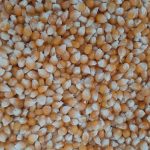 Продам зерно кукурудзи попкорн американських гібридів