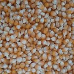 Зерно кукурудзи попкорн американських гібридів на продаж