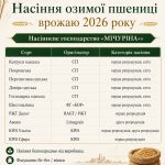 Насіння озимої пшениці врожаю 2026 року від виробника
