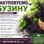 Закуповуємо бузину на заморозку