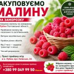 Закуповуємо малину на заморозку