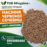 Насіння для посіву сочевиці червоної сорт «Максим»